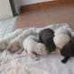Estos son sus cachorros, ¿verdad q son guapos??, pues estan a la venta